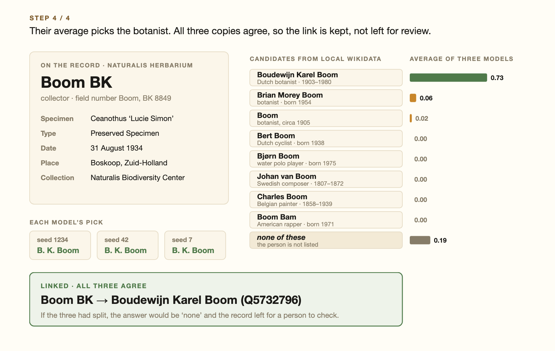 A herbarium record naming its collector only as 'Boom BK', nine Wikidata people called Boom, and three models agreeing on Boudewijn Karel Boom, a Dutch botanist.